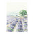 L'Auguste Provence - Affiche "Lavande" Provence Art Print | Putti Fine Furnishings 
