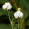 White Scabious