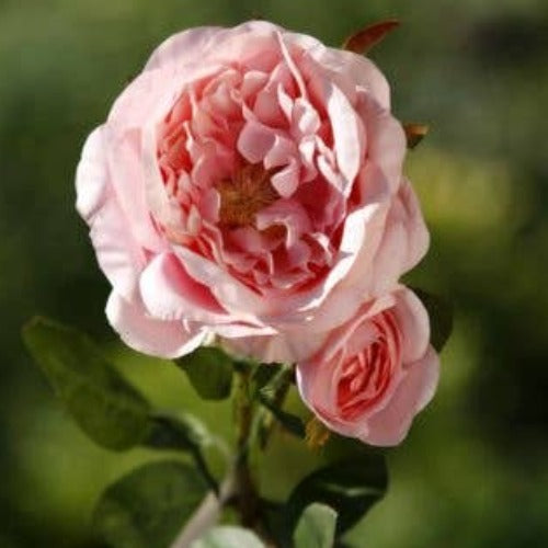 Pale Pink Old English Rose with Bud