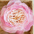 A'marie's Bath Flower Shop - Fairy-Tale Flower Bathing Petal Soap Flower | Putti 