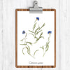 Cornflower Botanical Print