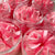 Candy Shop Whipped Soap | Le Petite Putti Canada 