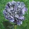 Dusky Blue Med Hydrangea Short Stem