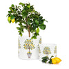 Lemon Tree Small Planter