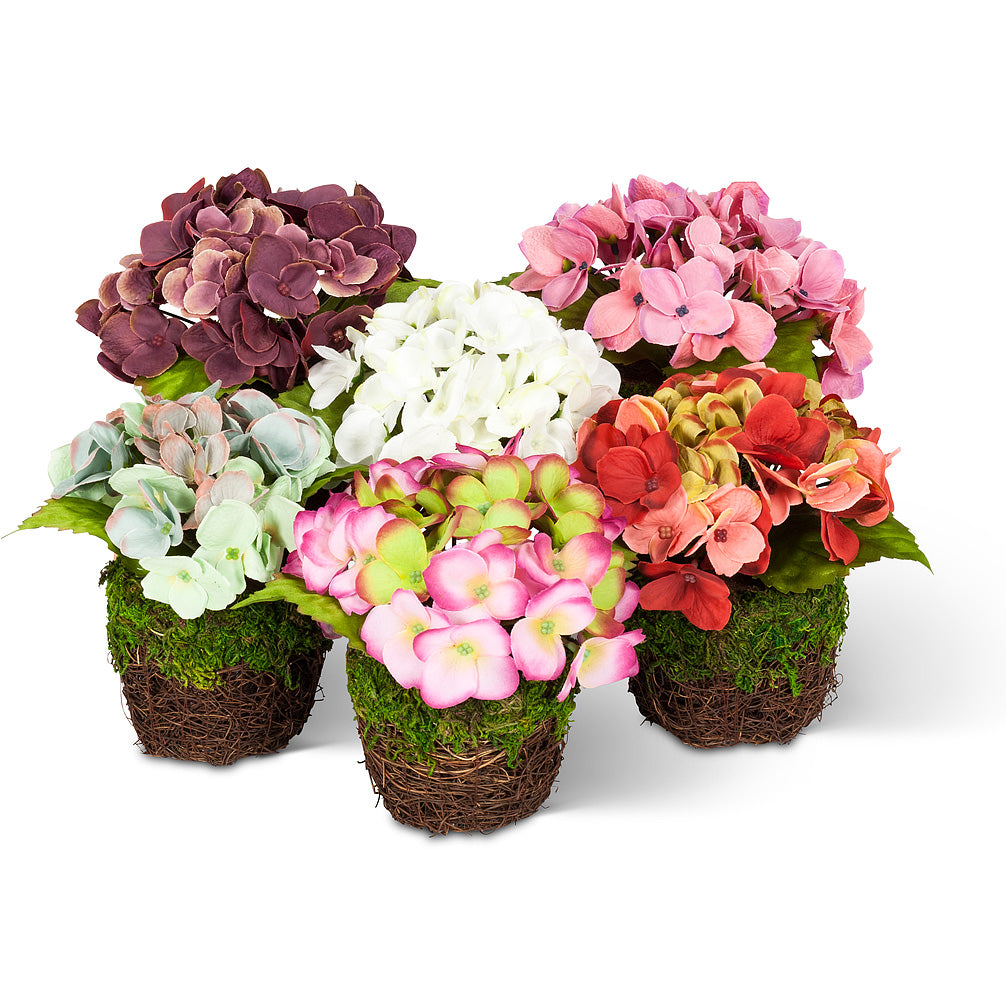  Small Hydrangea in Moss Pot, AC-Abbott Collection, Putti Fine Furnishings