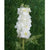 White Double Delphinium