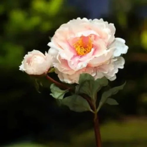 Light Pink Peony with Bud