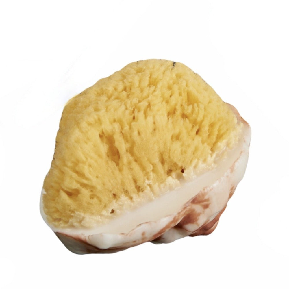 Conch Shell Soap with Natural Sea Sponge - Island Citrus