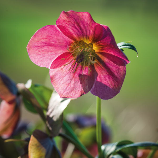 Pink Hellebores Flower Greeting Card