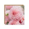 Floral Pink Dahlia Card  | Putti Fine Furnishings