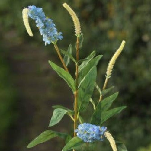 Salvia Blue