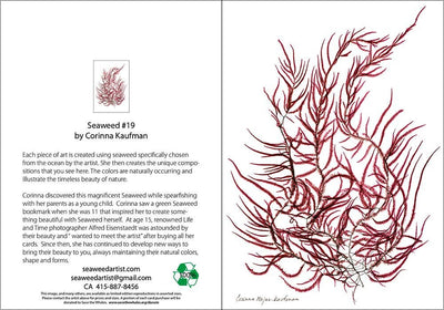 Seaweed Artist - Seaweed Art Greeting Cards #19