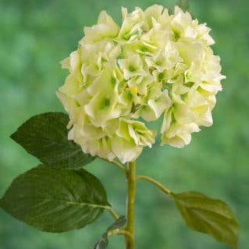 Light Green Hydrangea