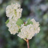 Whitish Green Viburnum