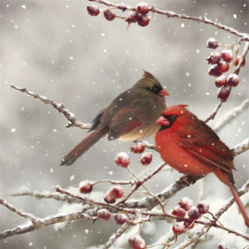 Pair of Cardinals Paper Lunch Napkins  | Putti Christmas 