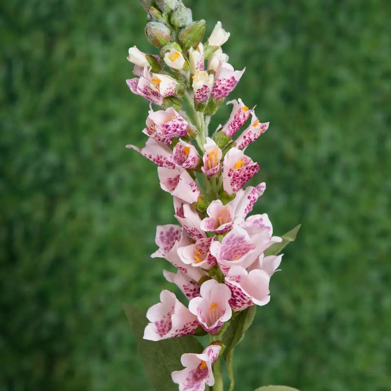 Pink Foxgloves