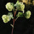 Pale Green Viburnum