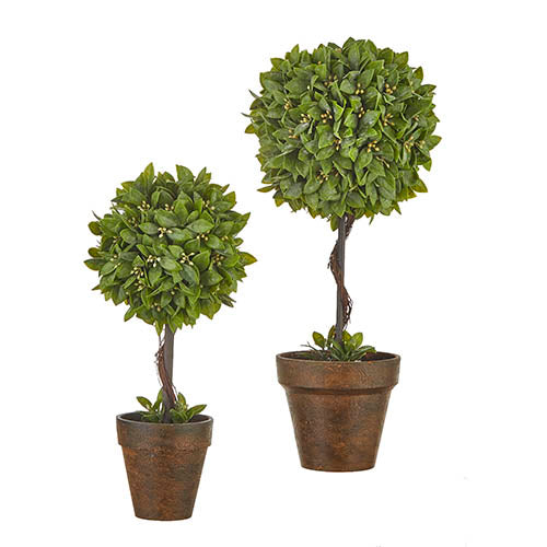 Boxwood Potted Topiary in Pot | Putti Fine Furnishings Canada