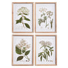 Botanical Framed Prints - set of 4  | Putti Fine Furnishings