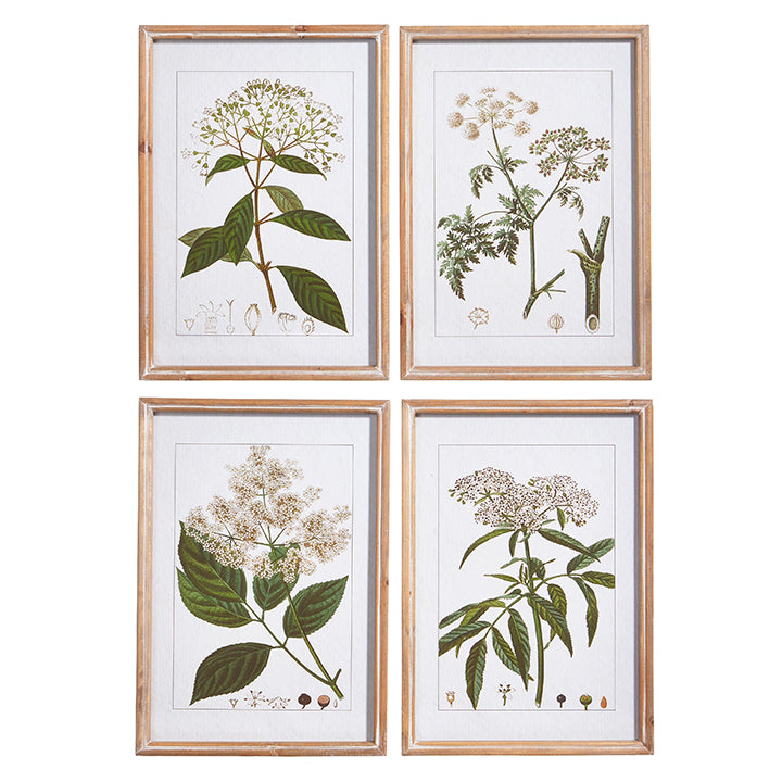 Botanical Framed Prints - set of 4  | Putti Fine Furnishings 