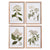 Botanical Framed Prints - set of 4  | Putti Fine Furnishings 