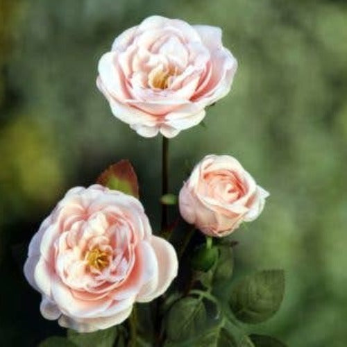 Blush Pink Medium Rose with Bud