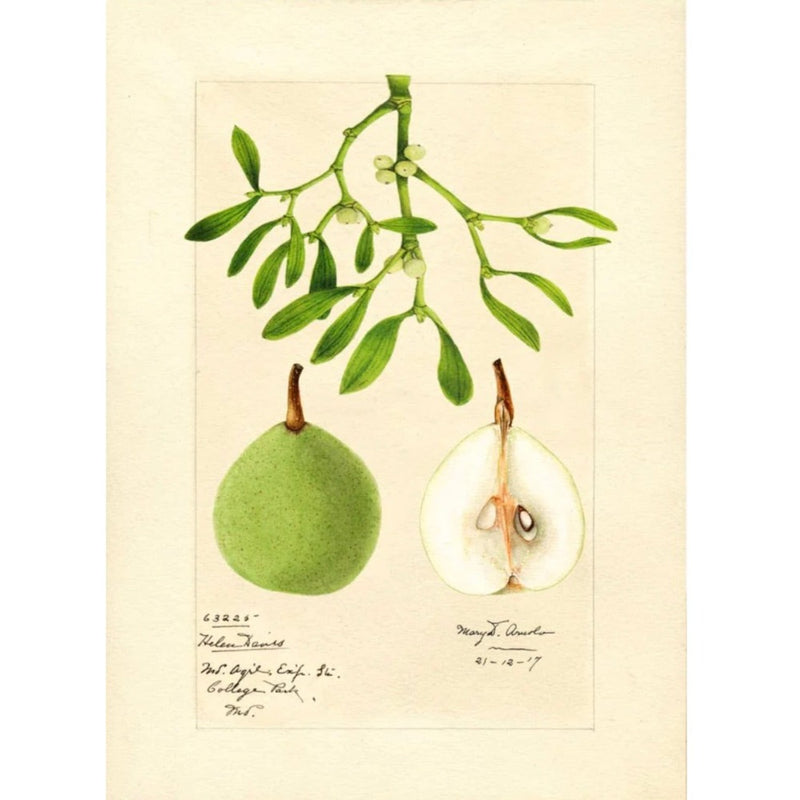Pear and Mistletoe Botanical Christmas Card