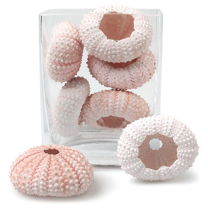  Small Sea Urchin, AC-Abbott Collection, Putti Fine Furnishings