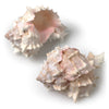 Murex Shell, AC-Abbott Collection, Putti Fine Furnishings