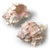  Murex Shell, AC-Abbott Collection, Putti Fine Furnishings