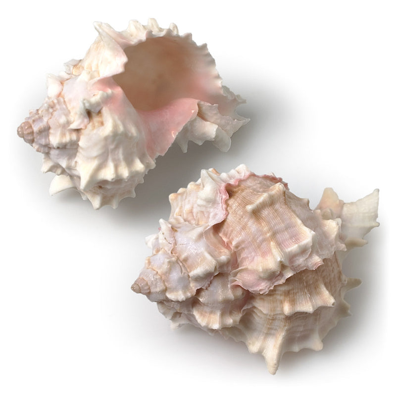  Murex Shell, AC-Abbott Collection, Putti Fine Furnishings