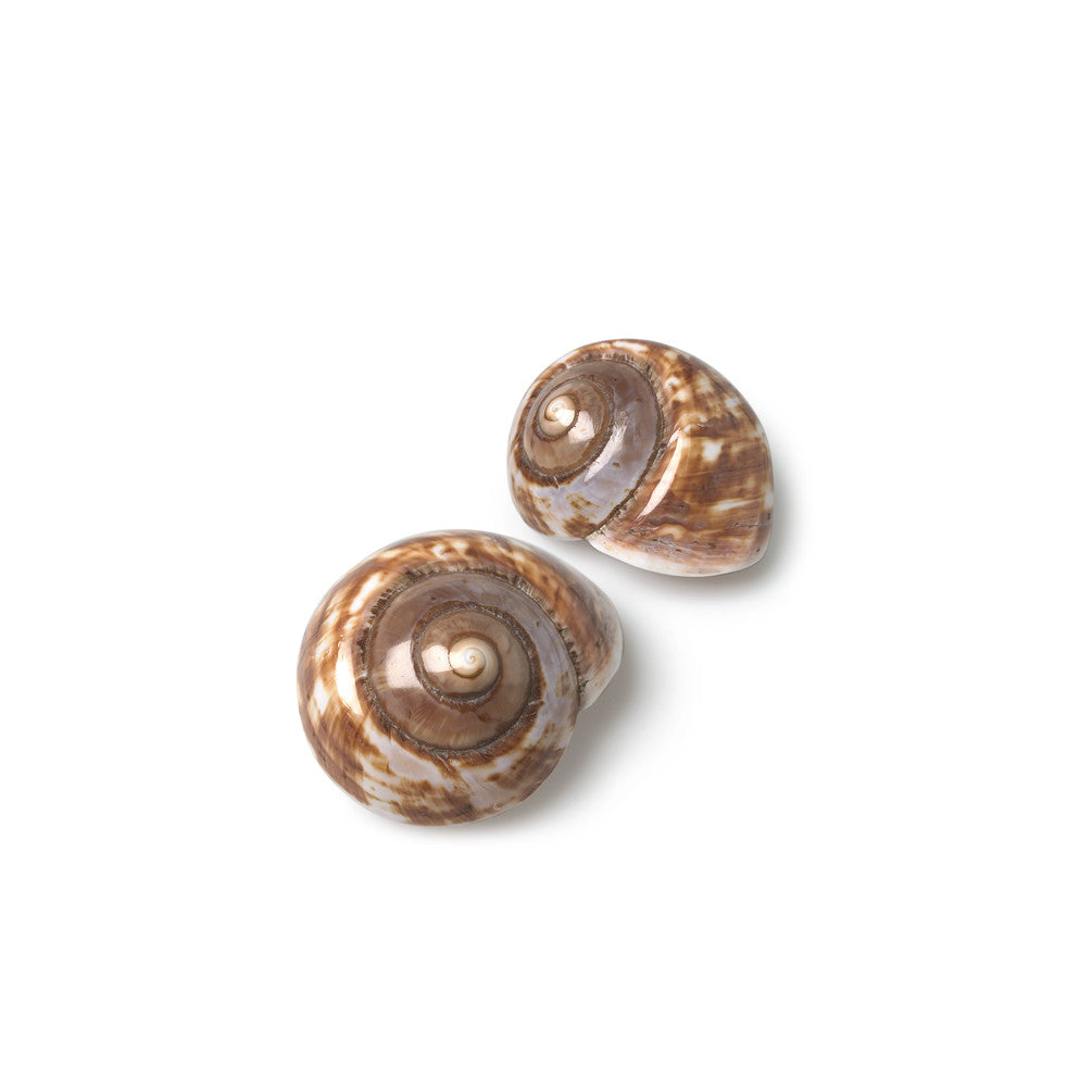 Landsnail Shell-Decorative Accessories-AC-Abbott Collection-Putti Fine Furnishings