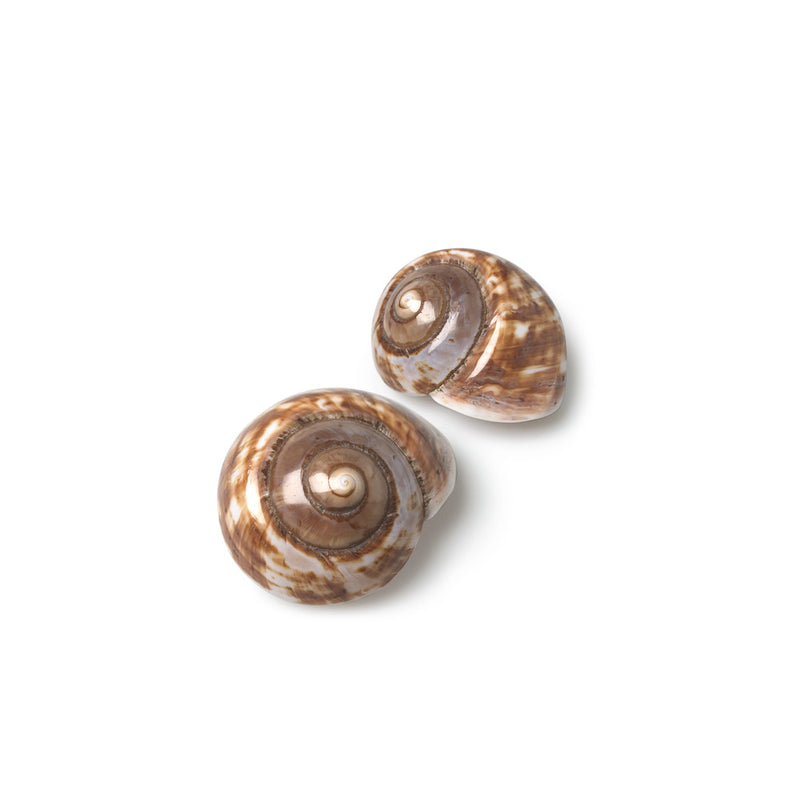 Landsnail Shell-Decorative Accessories-AC-Abbott Collection-Putti Fine Furnishings