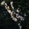 Pale Pink Cherry Blossom Branch