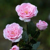 Pale Pink Spray Small Old English Roses