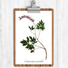 Bleeding Heart Botanical Print