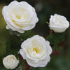 Ivory Spray Small Old English Roses