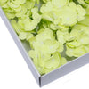 Chartreuse Green Soap Petal Hydrangea | Putti Fine Furnishings