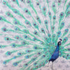 Peacock Greeting Card