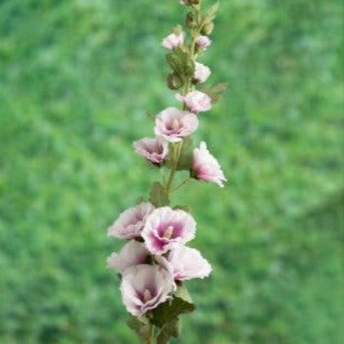 Lilac Hollyhock