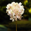 Palest Pink  Med Hydrangea short stem stem