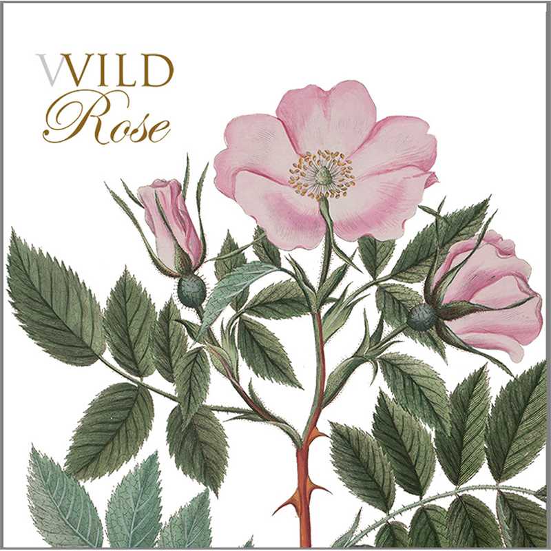 Wild Roses Square Note Cards
