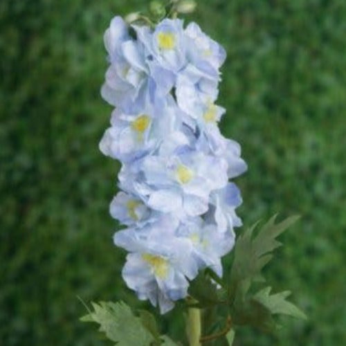 Light Blue Double Delphinium