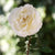 Ivory Large Single Old English Rose