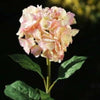 Large Light Pink Hydrangea