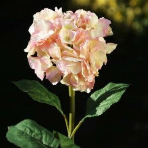 Large Light Pink Hydrangea