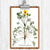 California Poppy Botanical Print
