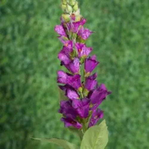 Purple Foxgloves