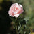 Blush Pink Large Single Old English Rose