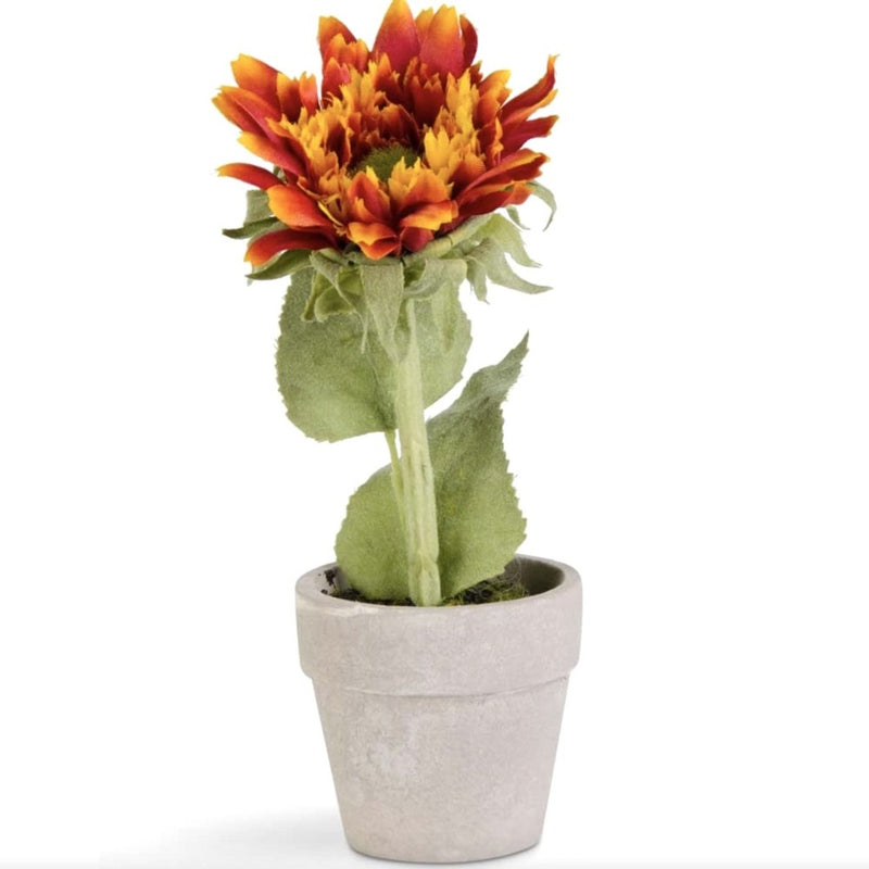 Assorted potted Sunflowers | Putti Fine Furnishings 
